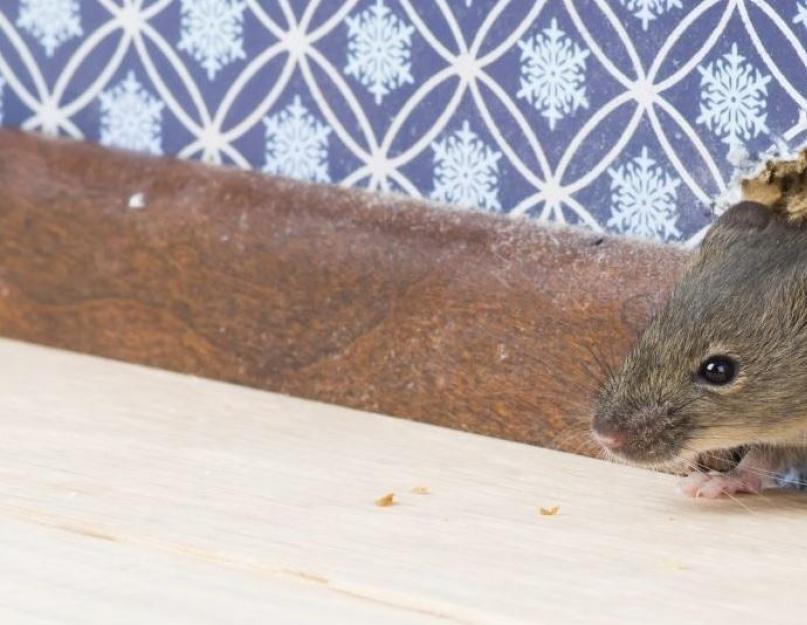 Как избавиться от крыс в деревянном доме. Появляются крысы в доме несколькими путями