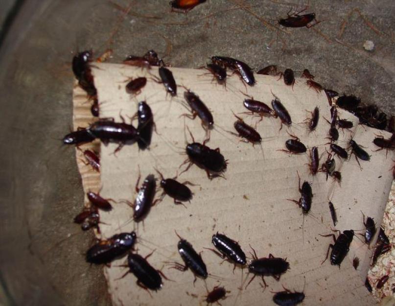 Как появились тараканы на земле. Тараканы, насекомые: размножение, причины появления и способы борьбы с ними