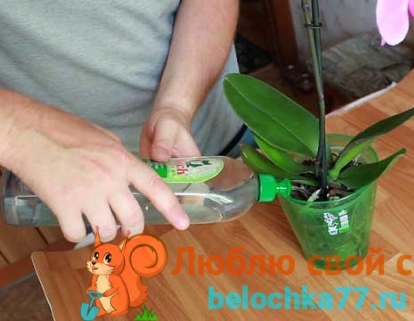 Как поливать орхидеи в домашних условиях. Правильный уход - залог здоровья орхидеи