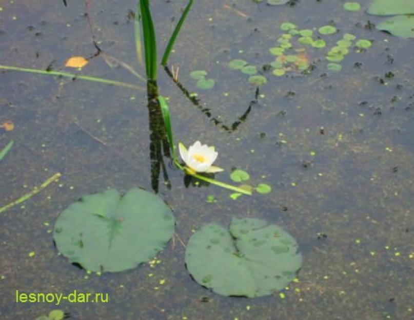 Где растет водяная лилия. Кувшинка(водяная лилия): красивые фотографии и описание растения