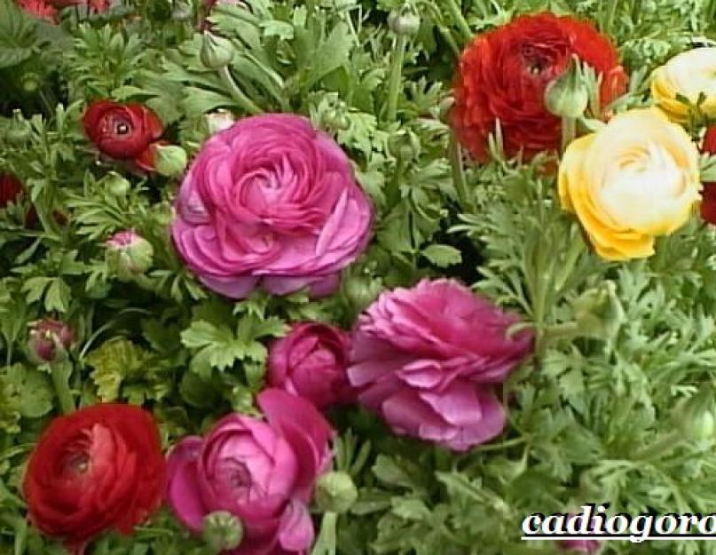 Цветок ранункулюс лютик фото: выращивание и уход, посадка и размножение едкого, виды и названия. Лютики садовые посадка и уход выращивание из семян