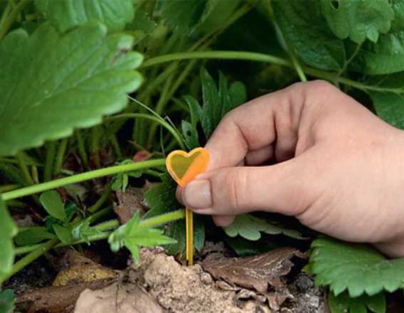 Чем удобрять землянику во время плодоношения. Как проводится подкормка клубники во время цветения и плодоношения