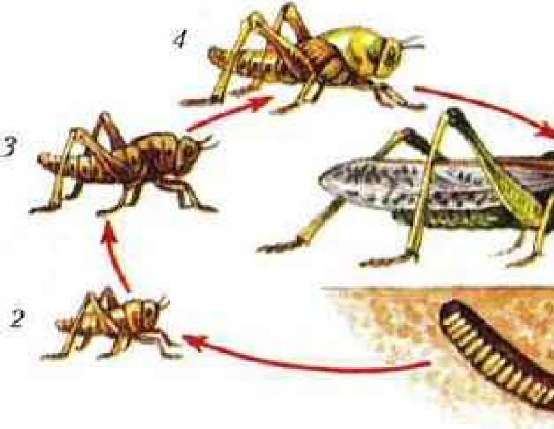 Какие насекомые развиваются с превращением.  Стадии развития насекомых: неполное и полное превращение