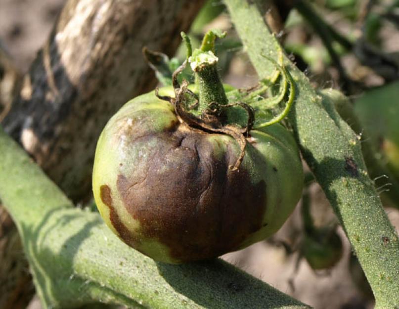Лечение помидорами. Болезни томатов и методы защиты от них – советы опытных огородников