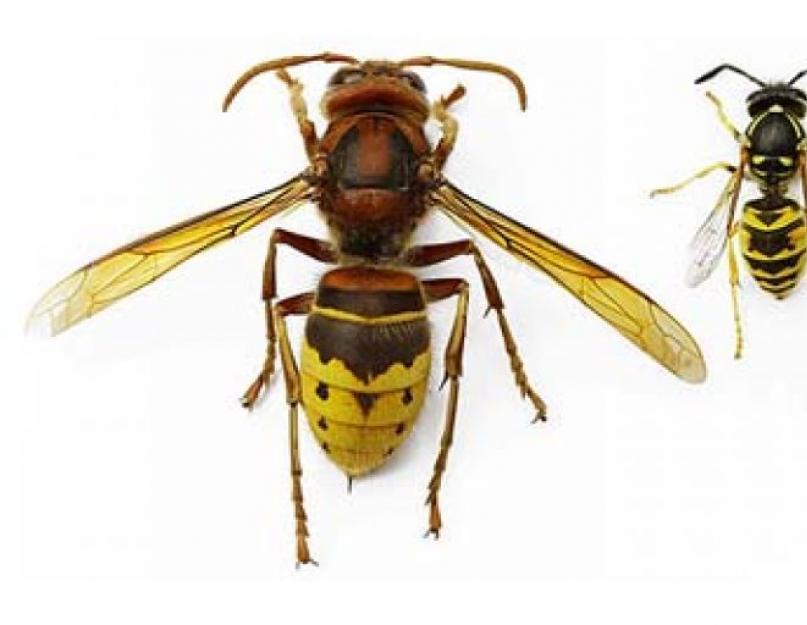 Укусы насекомых – как предотвратить и вылечить? Укус таракана почему прусаки кусаются. 