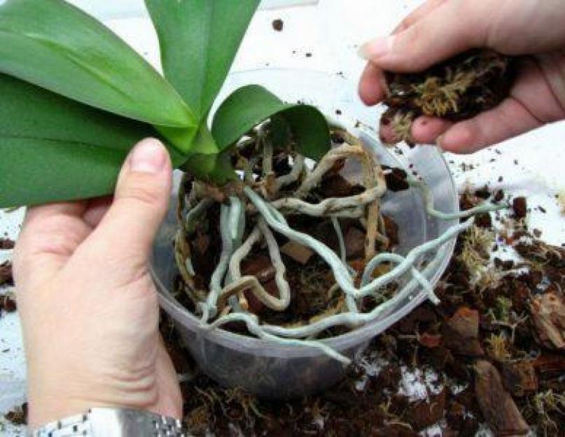 Как выбрать правильный грунт для орхидеи. Приготовление своими руками грунта для орхидеи в домашних условиях Домашний орхидею нужна какой торф