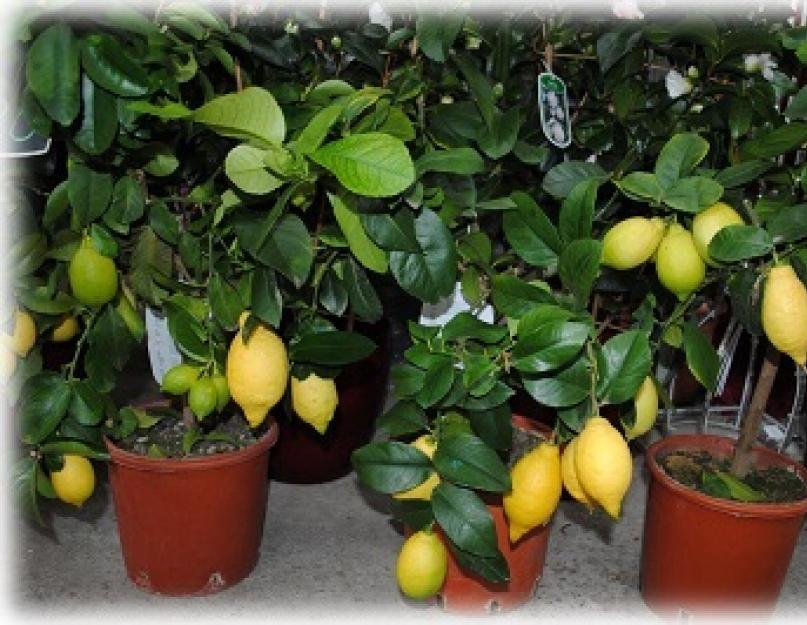 Как посадить семечко лимона в домашних условиях. Подкормка и удобрение