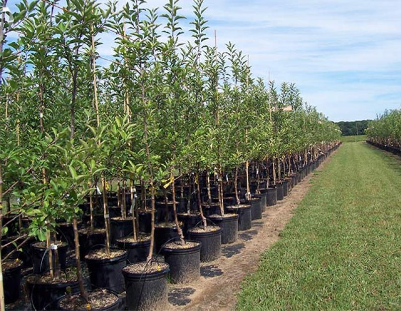 В какое время сажать фруктовые деревья. Как правильно сажать плодовые деревья – саженцы яблонь, груш и вишен на участке