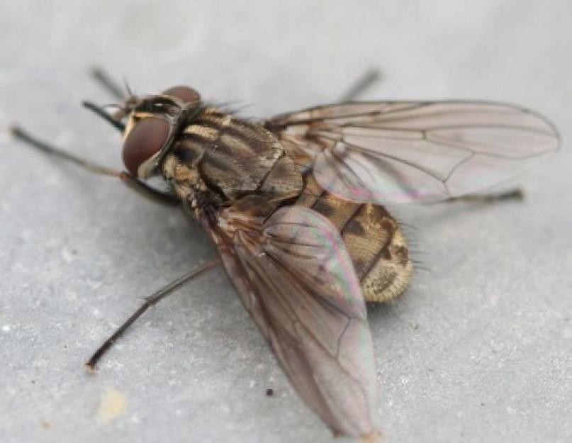 Почему мухи пьют кровь. Кусачие мухи – кто они? Почему мухи кусают людей и животных? Побочные эффекты от укуса