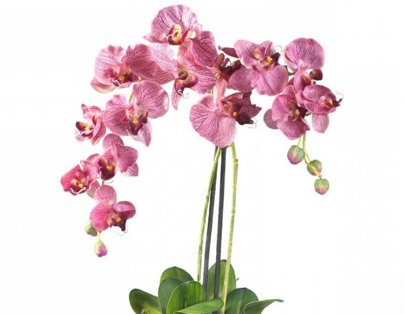 Размножение орхидеи фаленопсис в домашних условиях. Как правильно выполнить рассаживание комнатной орхидеи