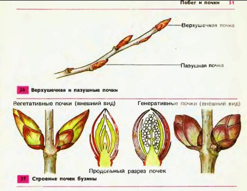 Боковой побег цветка