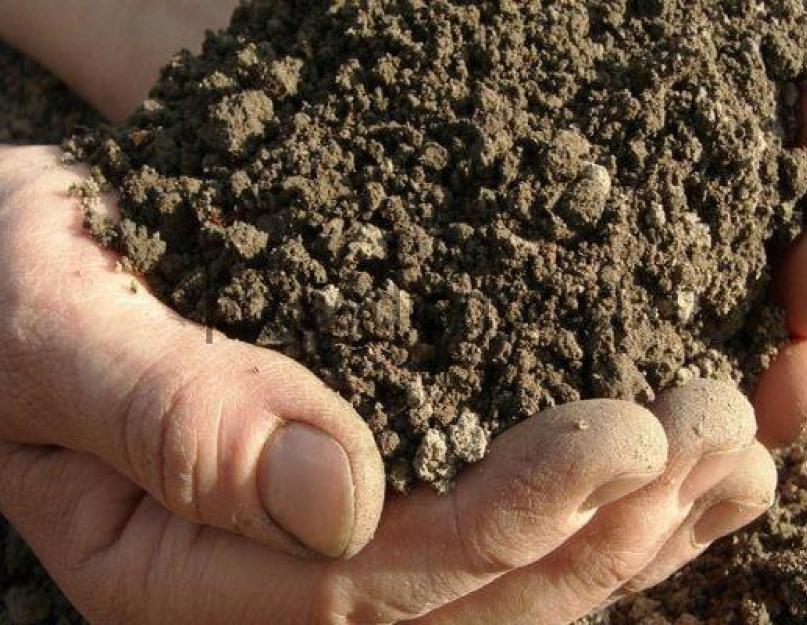 Обеззараживаем почву или субстрат для нашей рассады, методы и способы обеззараживания. Как лечить почву, землю? Болезни, заболевания, лечение грунта