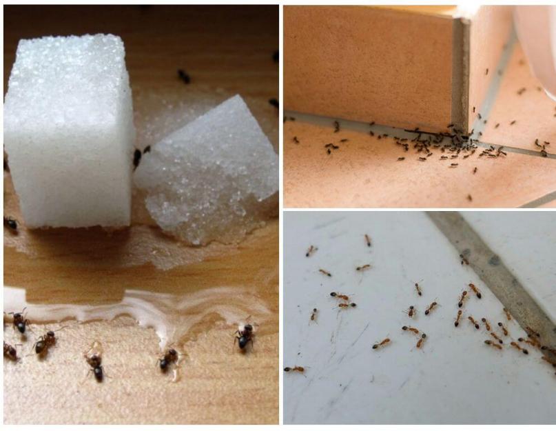 В доме появились большие муравьи. Откуда появляются муравьи в квартире и как с ними бороться? Вред и масштабы