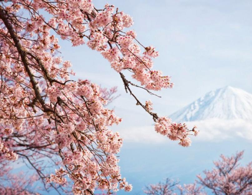 Период цветения сакуры в ботаническом саду. Сакура — символ Японии