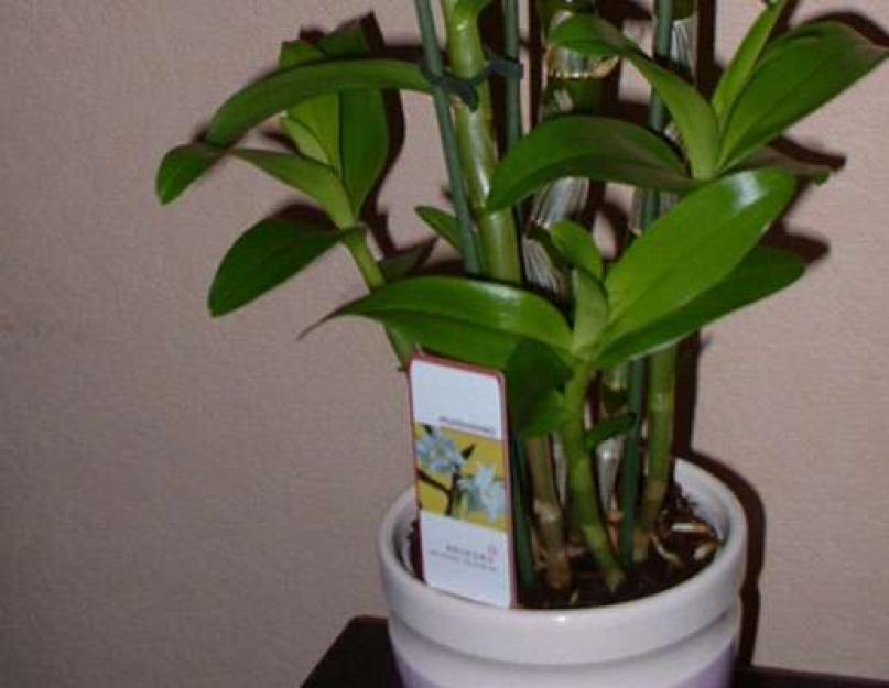Орхидея Дендробиум — правильный уход в домашних условиях. Орхидея Дендробиум: уход в домашних условиях Как и когда поливать растения в горшке