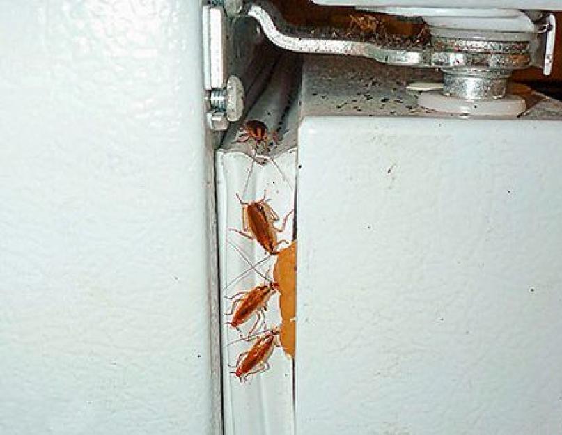 Как избавиться от тараканов навсегда в домашних условиях. Отзывы с форумов о том, как люди успешно избавилось от тараканов