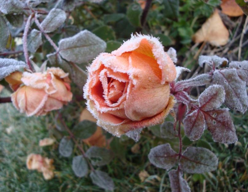 Правила подготовки роз к зиме: обработка, укрытие и другие работы. Как сохранить розы зимой в саду, чем укрыть, надо ли обрезать