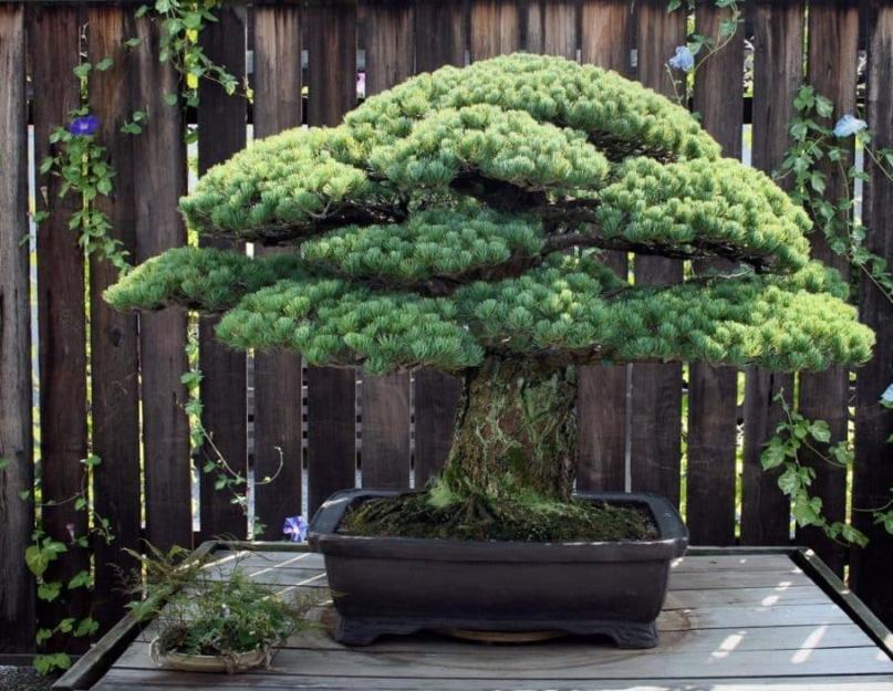 Японские домашние деревья. Японское дерево бонсай: выращивание и формирование кроны