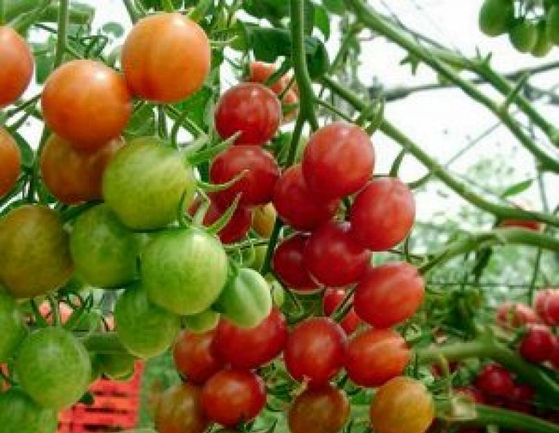 Как выращивать помидоры черри в теплице. Выращивание помидоров черри в теплице и на открытом грунте