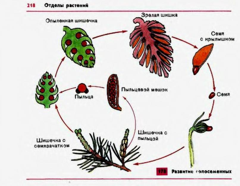 Что такое высшие семенные растения. Семенные растения