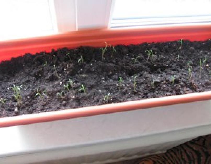 Можно ли в домашних условиях выращивать укроп? Выращивание из семян укропа на подоконнике: условия посадки. 