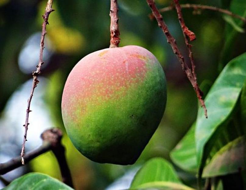 Грунт для манго в домашних условиях. Как вырастить манговое дерево