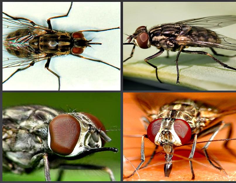 Почему мухи кусаются в конце лета. Описание и фото укусов мух