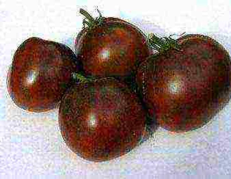 Описания лучших черноплодных томатов для открытого грунта и теплицы. Черные помидоры — сорта