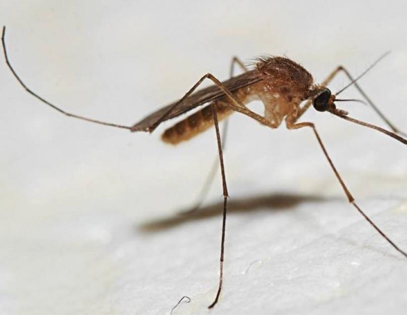 Самые интересные факты о комарах. Интересные факты о насекомых Двукрылые интересные факты