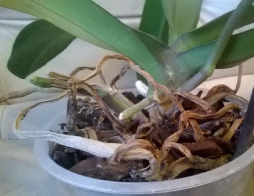 Что растет на воздушном корне орхидеи. Орхидеи с воздушными корнями