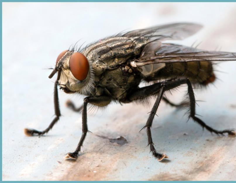 Что поможет от мух. Как бороться с мухами народными средствами