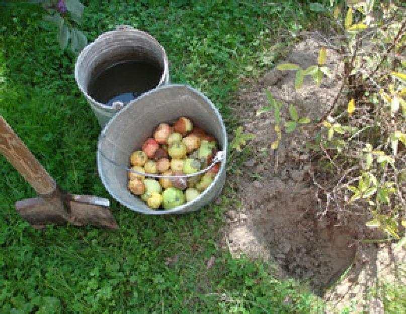 Кожурки арбуза польза в огороде. Какие пищевые отходы можно использовать для удобрения огорода