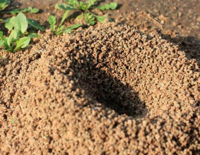 Наука о муравьях называется. Все о муравьях для детей