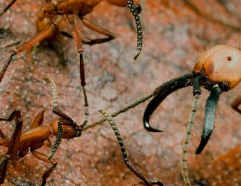 Виды муравьев. Старт в науке Видовое разнообразие муравьев для чего необходимо узнавать