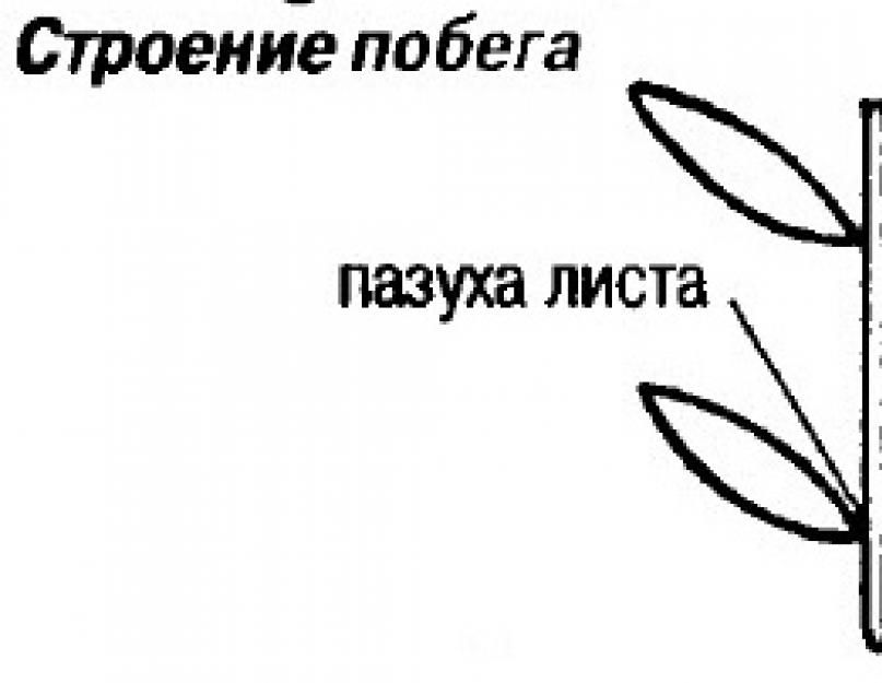 Строение листа побег. Строение побега. Строение листа узел. Строение побега биология. Узел междоузлие пазуха листа схема.