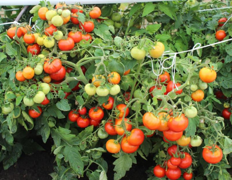 Чтобы быстрее созревали помидоры. Почему не краснеют помидоры в теплице – рекомендации и советы