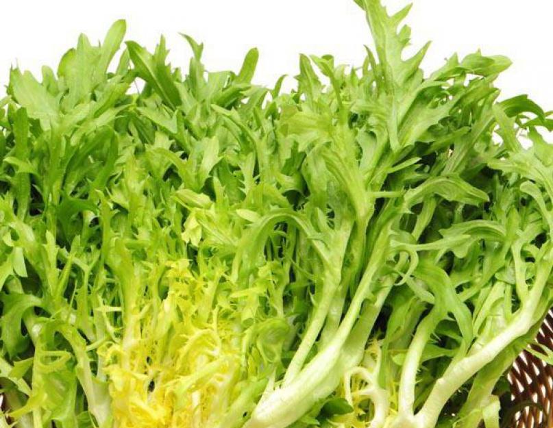 Цикорий салатный - выращивание из семян, польза и вред. Цикорий салатный – витлуф