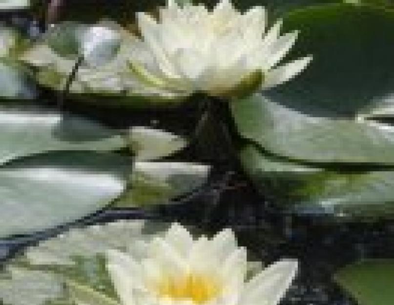 Белая водяная лилия. Водяная лилия, или нимфея: описание, виды и сорта, особенности выращивания и ухода