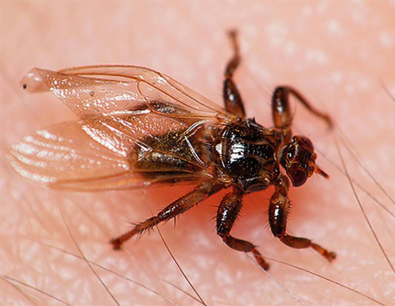 Опасны ли клещи с крыльями. Лосиная муха: описание паразита и его опасность