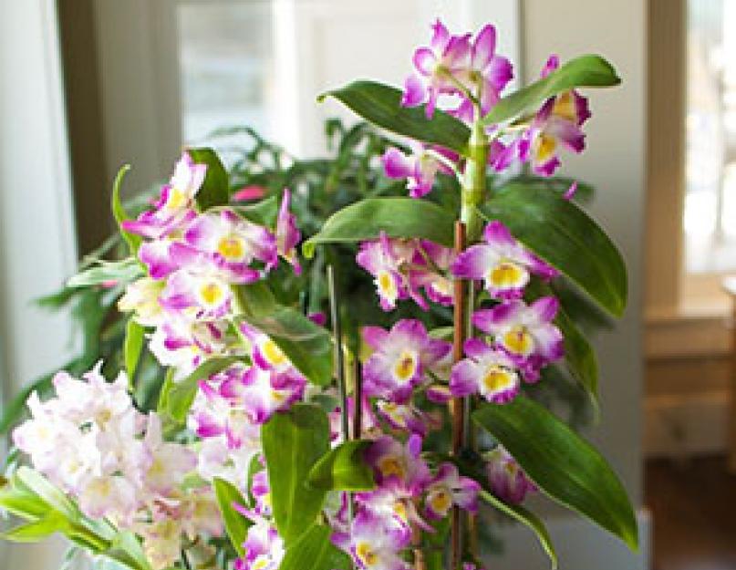 Виды и сорта орхидеи дендробиум. Дендробиум благородный: уход в комнатных условиях Пересадка и размножение орхидеи дендробиум
