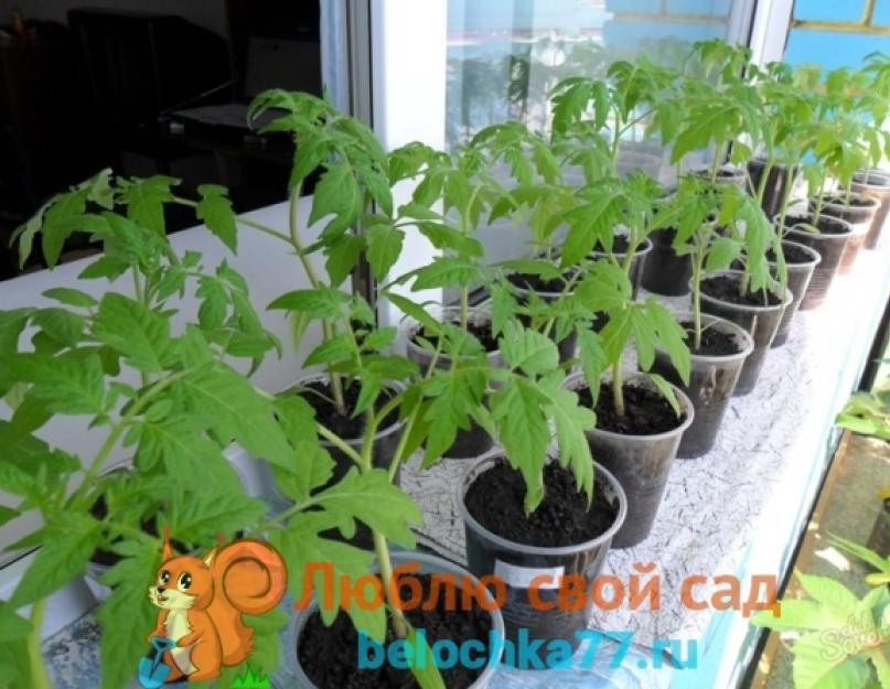 Посадка томатов в грунт рассадой благоприятные дни. Безопасная защита растений от болезней и вредителей в июле и августе