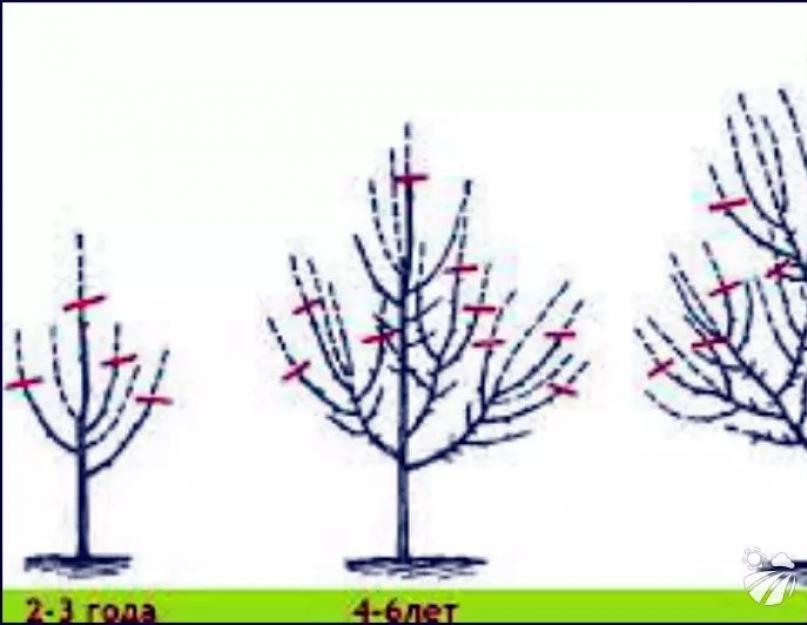 Обрезка миндаля весной. Обрезка колоновидной яблони осенью. Обрезка колоновидной яблони весной. Обрезка колоновидных яблонь весной. Обрезка колоновидной яблони осенью схема.