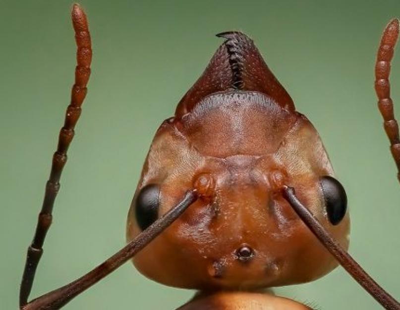 Муравей описание. Любопытные особенности муравьев