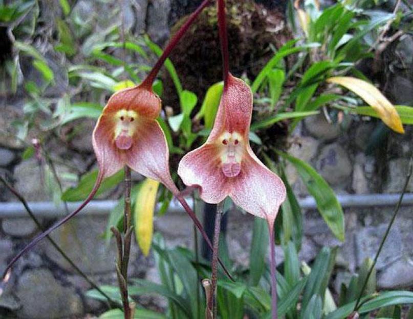 Можно ли вырастить орхидею цветка. Как выращивать орхидеи в домашних условиях