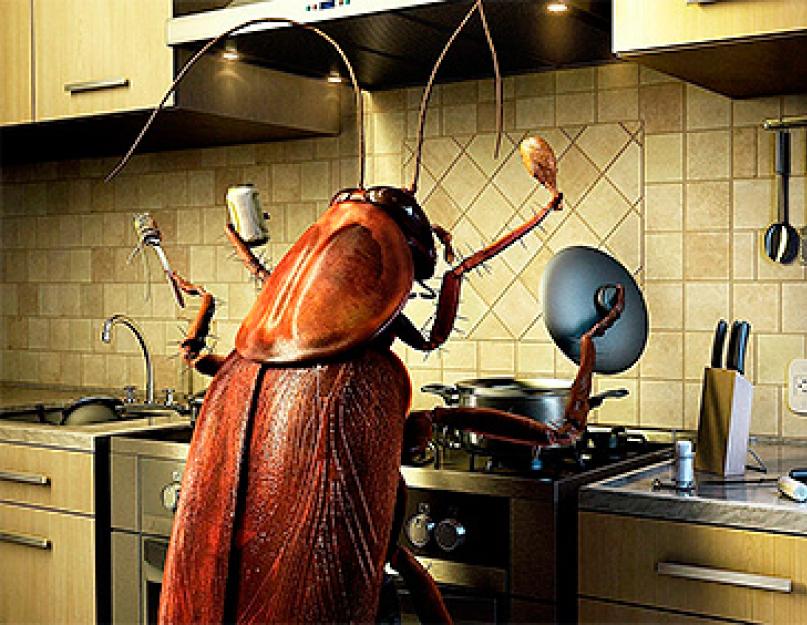 Как отравить тараканов в домашних условиях быстро. Народные средства как избавиться от тараканов в квартире