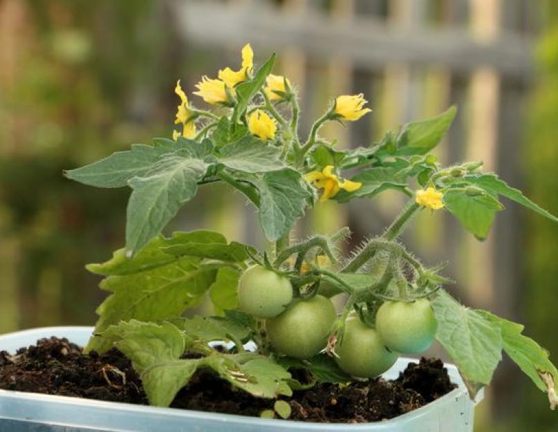 Вырастить овощи дома. Огород на подоконнике