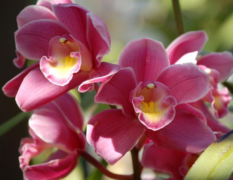 Что растет на воздушном корне орхидеи. Интересные факты: почему у орхидеи фаленопсис сохнут корни