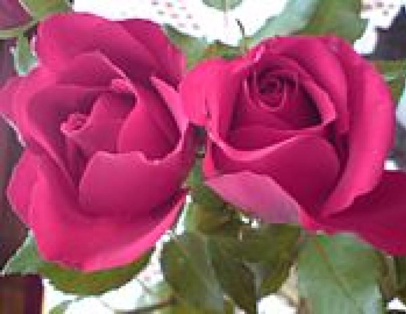 Роза как символ любви. Мифологическая энциклопедия: Растения в мифологии: Роза - rose