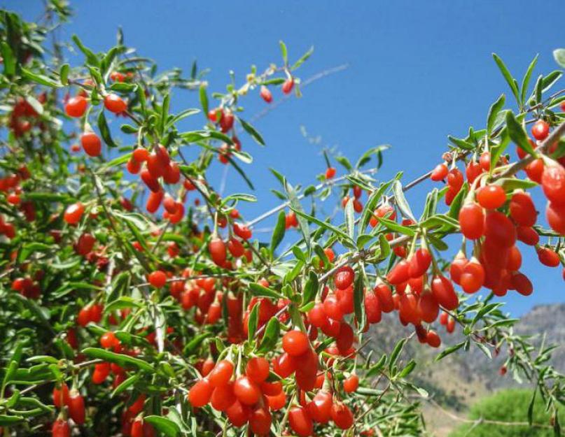 Посадить ягоды годжи. Как выращивать ягоды годжи из семян в своем саду? Виды и способы подкормки