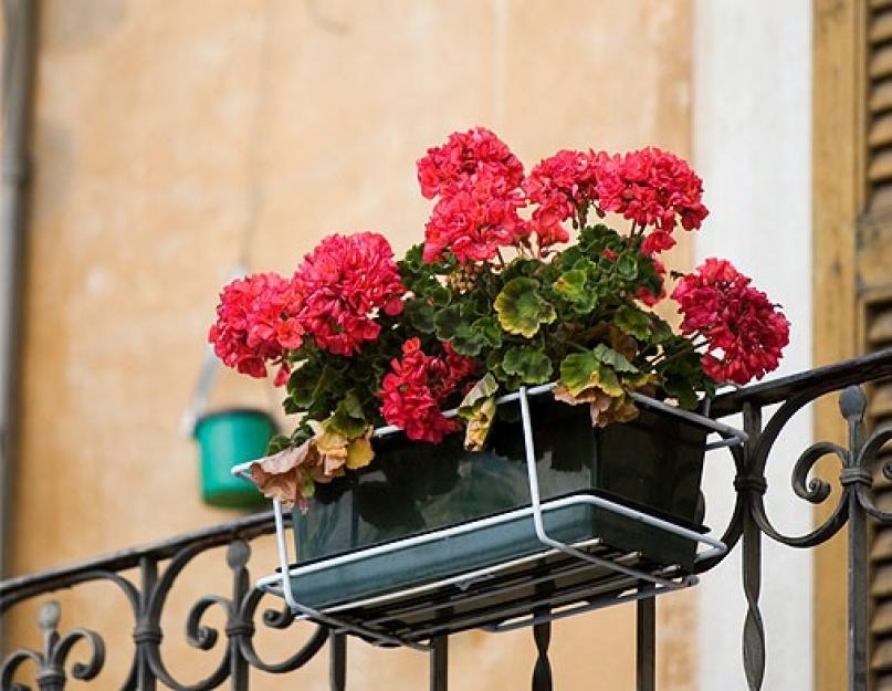Что растет на жарком балконе. Какие цветы посадить на балконе: подбираем садовые растения для оформления балконов разной степени освещенности